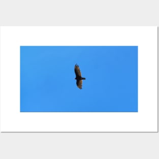 Turkey Vulture Hovering In The Air Posters and Art